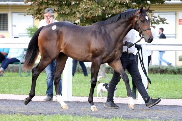 Peaky Blinder wurde bei der BBAG in den Stall von Andrew Balding verkauft. www.galoppfoto.de - Sabine Brose