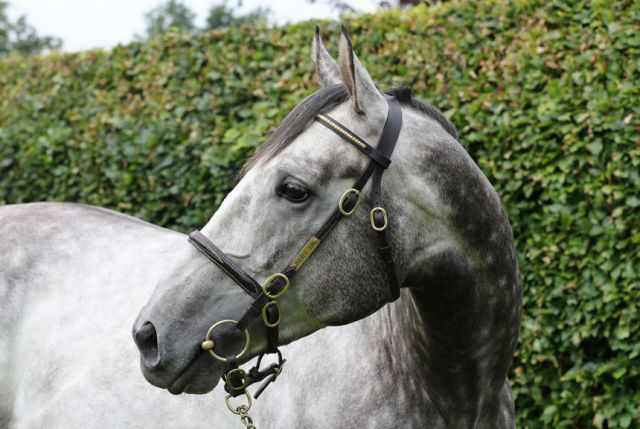 Phoenix of Spain. Foto: Irish National Stud