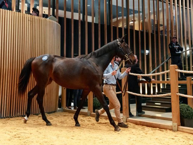 Die Pinatubo-Tochter aus der Matauri Jewel. Foto: Arqana/Zuzanna Lupa