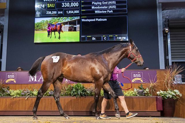 Der Playing God-Salestopper in Perth. Foto: Magic Millions