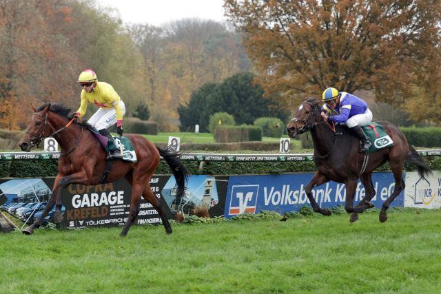 Pompeo Dream, winning the last Gr.-winner in Germany 2024. www.galoppfoto.de - Stephanie Gruttmann