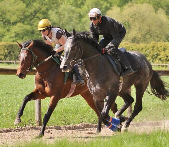 Zwei Berglar-Pferde bei der Arbeit in Ravensberg: Protectionist (links), der in Bremen das Ticket für Hamburg lösen soll, und Nuntius, der nach dem Union-Rennen aus dem Derby abgemeldet wurde. www.rennstall-woehler.de - Susanne Wöhler