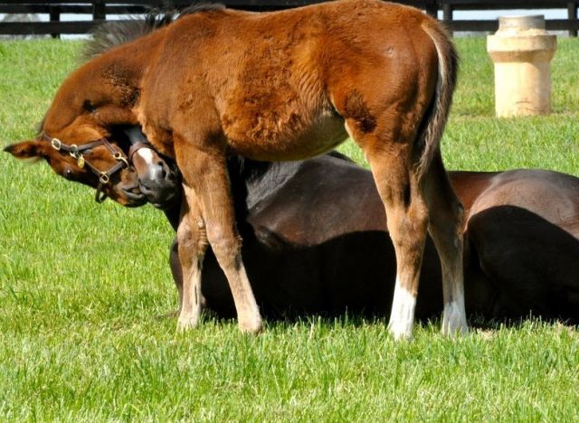 Rachel Alexandra mit ihrem ersten Fohlen - ein am 22.01.2012 geborener Hengst von Curlin. www.stonestreetfarms.com