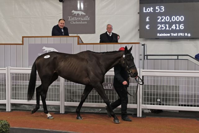 Der Davidoff-Sohn Rainbow Trail. Foto: Tattersalls