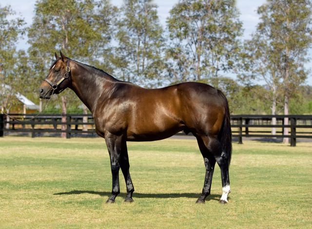 Einer der Stars, der auf "Route des étalons" besichtigt werden kann: Redoute's Choice im Haras de Bonneval. Foto: offiziell