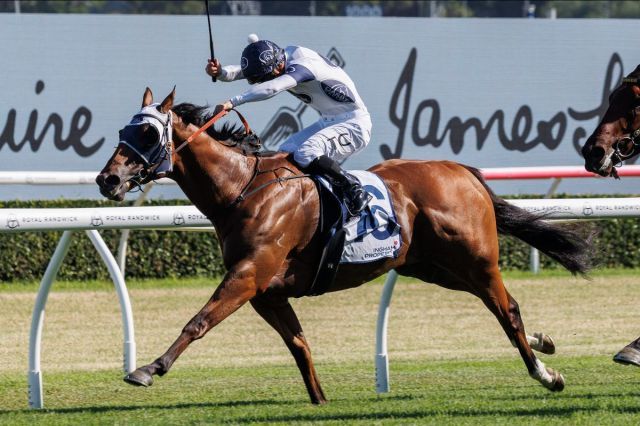 Robusto ist in den Ingham Stakes klar voraus. Foto: courtesy by Inglis