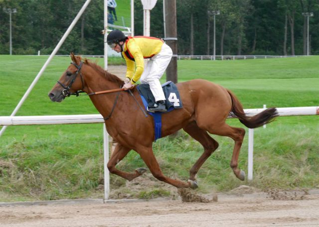 Unter Stephen Hellyn legt Roi heureux beim dritten Start die Maidenschaft ab. Foto: Karina Strübbe