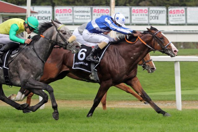 Drei Derby-Kandidaten: Royal Youmzain vor Jimmu und Emerald Master. www.galoppfoto.de - WiebkeArt