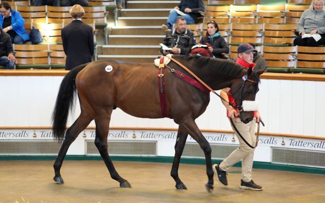 Der vom Gestüt Wittekindshof gezogene Ruling geht nach Australien. Foto: Tattersalls/Laura Green