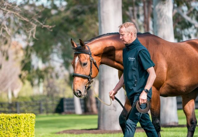 Guter Start mit seinen ersten Nachkommen: Saxon Warrior. Foto: Coolmore