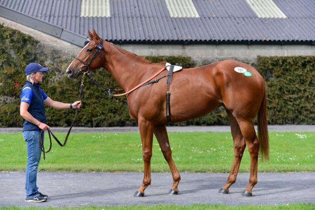 520.000 Euro erlöste diese Saxon Warrior-Stute. Foto: Tattersalls