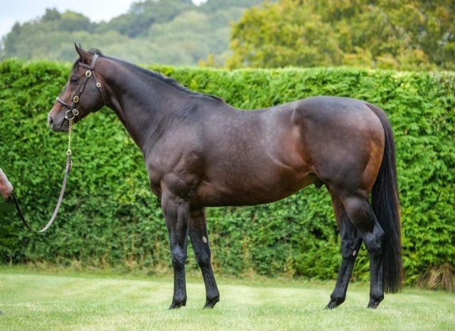 Sergei Prokofiev. Foto: Whitsbury Manor Stud