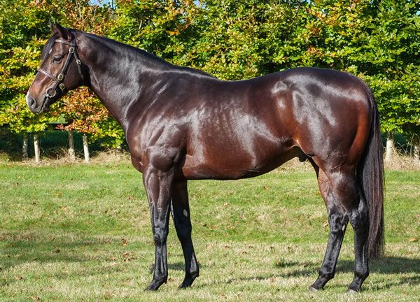 Seine Fohlen waren gefragt: Sergei Prokofiev. Foto: Whitsbury Manor Stud