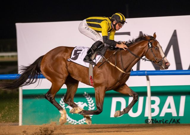 Shahama bleibt unter Adrie de Vries in Meydan ungeschlagen. Foto: DRC