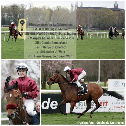 Mit einem eindrucksvollen 16-Längen Sieg bringt sich der Iquitos-Sohn Mr. Hollywood für das Derby ins Gespräch. ©galoppfoto - Stephanie Gruttmann