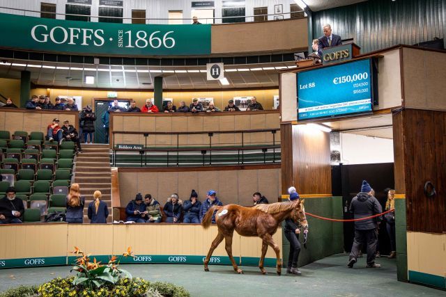 Der Space Blues-Jährling im Ring. Foto: Goffs