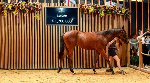 Coolmore erwarb diesen St Mark's Basilica-Hengst für 1,7 Millionen Euro. Foto: Arqana/Zuzanna Lupa