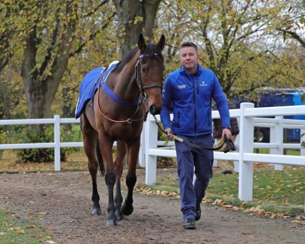 Strozzi bei der Auktion in Ascot. Foto: Tattersalls