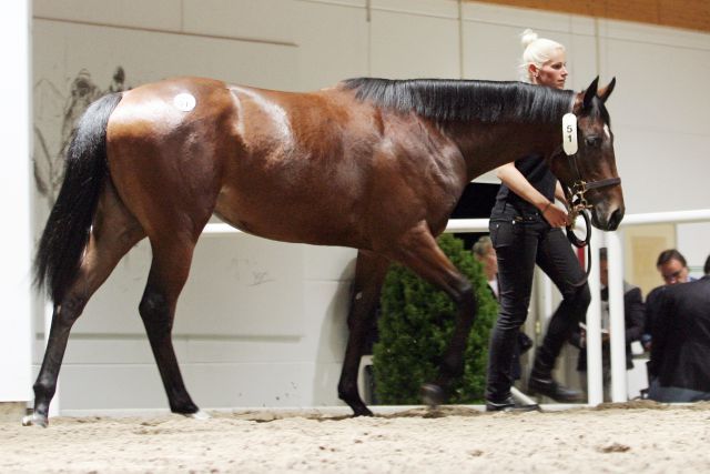 Stute von Lando aus der Reine vite, im Auktionsring. www.galoppfoto.de - Sarah Bauer