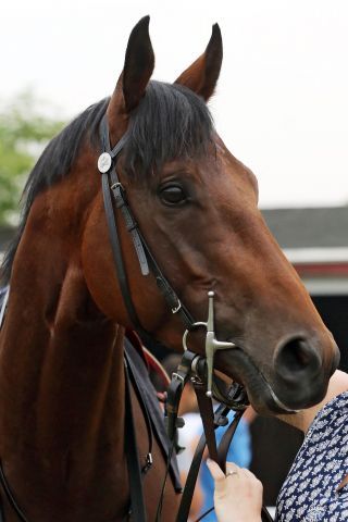 Sweet Thomas, der Senior unter den Melbourne Cup-Kandidaten. www.galoppfoto.de - Sabine Brose