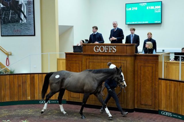 Die Salestopperin The Glancing Queen. Foto: Goffs UK