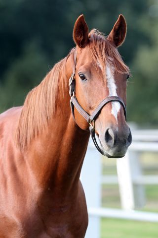 Die Nummer eins im Lande: Torquator Tasso. www.galoppfoto.de