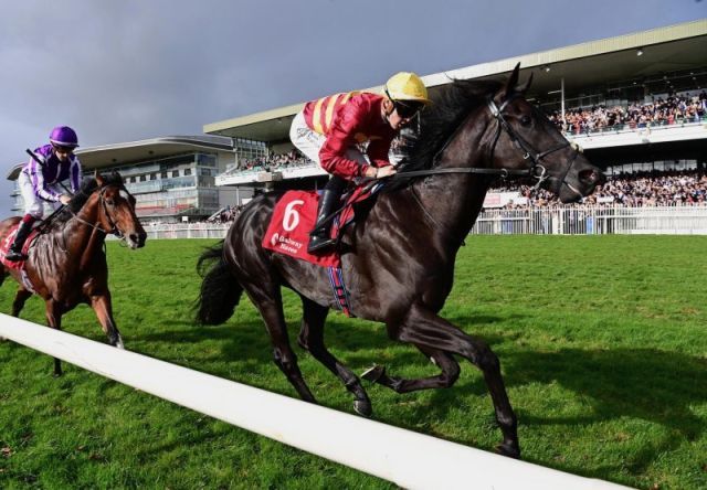 Tribal Nation siegt in Galway. Foto: courtesy by Coolmore