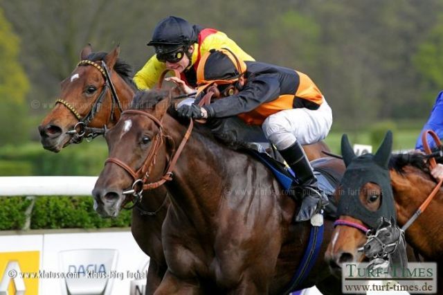 Amaron - hier bei seinem Kölner Sieg - gewinnt in Italien den Premio Vittorio di Capua, Gr. I, mit Mirco Demuro. Foto Archiv: www.klatuso.com - Klaus-Jörg Tuchel