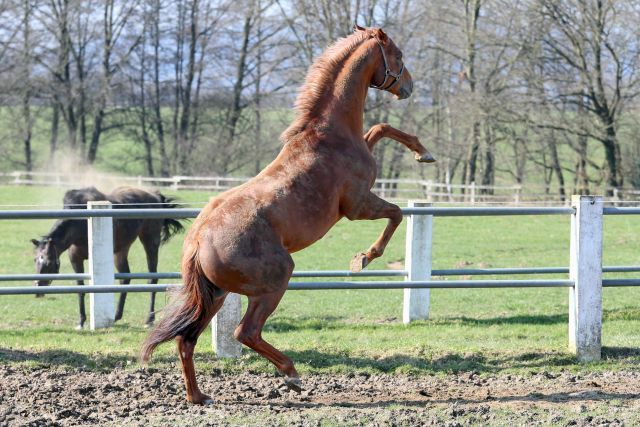 Gut in Form: Torquator Tasso im Paddock in Auenquelle. www.galoppfoto.de - Sabine Brose