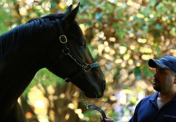 Uncle Mo. Foto: courtesy by Ashford Stud