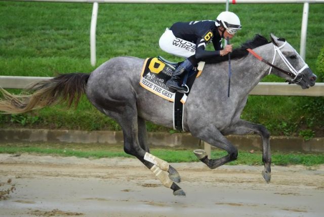 Seize The Grey überrascht in den Preakness Stakes. Foto: courtesy by Pimlico