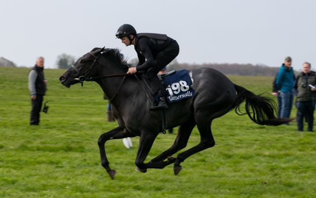 Vandeek beim Breezing in Newmarket. Foto: Tattersalls