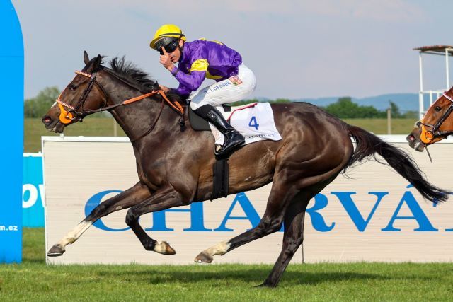 Vermelho und Tomas Lukasek sind die Sieger in den Tschechischen 1000 Guineas. www.galoppfoto,de - Petr Guth