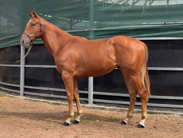 Dieser Victor Ludorum-Hengst ging in den Besitz von Westminster Race Horses über. Foto: Osarus