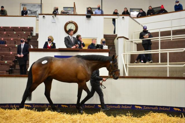 Der Salestopper von Walk in the Park. Foto: Tattersalls