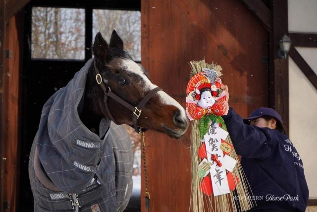 Die Aral-Pokal-Siegerin Wind in Her Hair wurde 34. Foto: Facebook Northern Horse Park