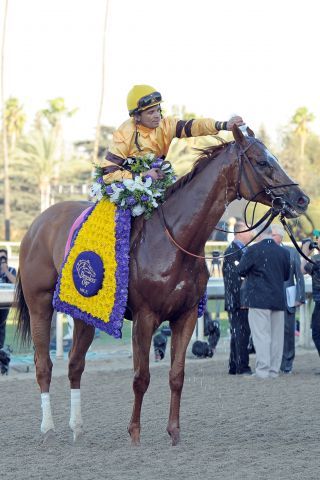 Wise Dan nach dem Sieg in der Breeders' Cup Mile 2013 unter Jose Lezcano. www.galoppfoto.de - Peeo Ploff