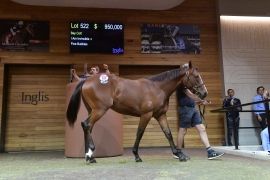 Der I Am Invincible-Sohn brachte 950.000 A-Dollar. Foto: Inglis