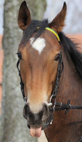 Saphira: Erste Wöhler-Starterin im Derby-Jahrgang Foto: www.rennstall-woehler.de