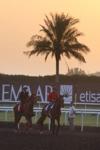 Am Samstag stehen die internationalen Rennen in Dubai im Fokus: Zazou (vorne) und Seismos mit Lisa Krüllmann bei der Morgenarbeit in Dubai. www.galoppfoto.de - Frank Sorge