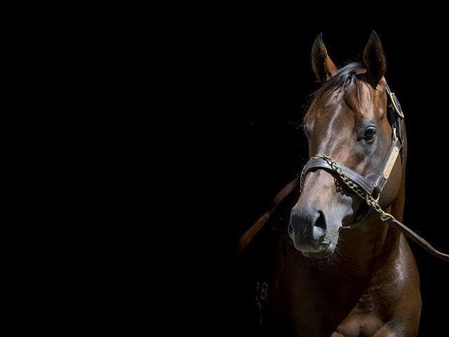 Zoustar in Australien. Foto: Widden Stud