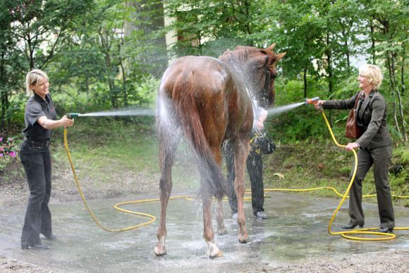 Kleine Erfrischung gefällig? Hier genießt Schiaparelli die Dusche nach dem Sieg. Foto: www.galoppfoto.de - Frank Sorge