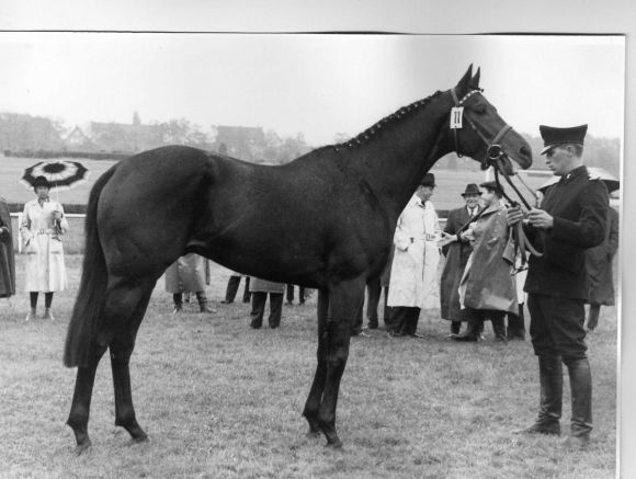 143 - Wiesenbaum auf der Hengstashcu 1966 in Koeln