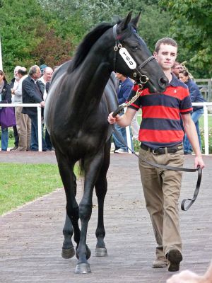 Der Bruder des 2011er Salestoppers, ein Hengst von New Approach geht nach Tschechien. Foto Karina Strübbe