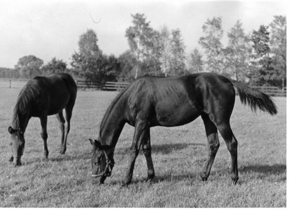 16 - Windstille mit Windrose v. Neckar