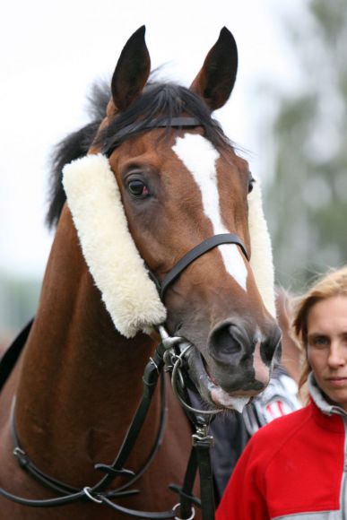 Dartagnan d'Azur bescherte Werner Hefter kurz vor Saisonende einen Gruppesieg. www.galoppfoto.de - Frank Sorge