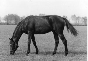 18 - Wilderer als Jaehrling auf der Koppel