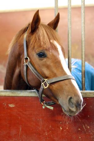 Mendocino, hier in der heimischen Box, schlägt Torquator Tasso im GP von Baden. www.galoppfoto.de - Sabine Brose