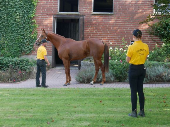 Torquator Tasso präsentiert sich den Besuchern am Tag der Gestüte. Foto: Karina Strübbe