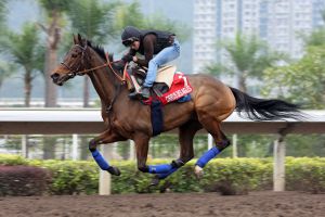 Der vierte Anlauf für Cirrus des Aigles im "Cup" - dieses Mal erfolgreich? www.galoppfoto.de - Frank Sorge